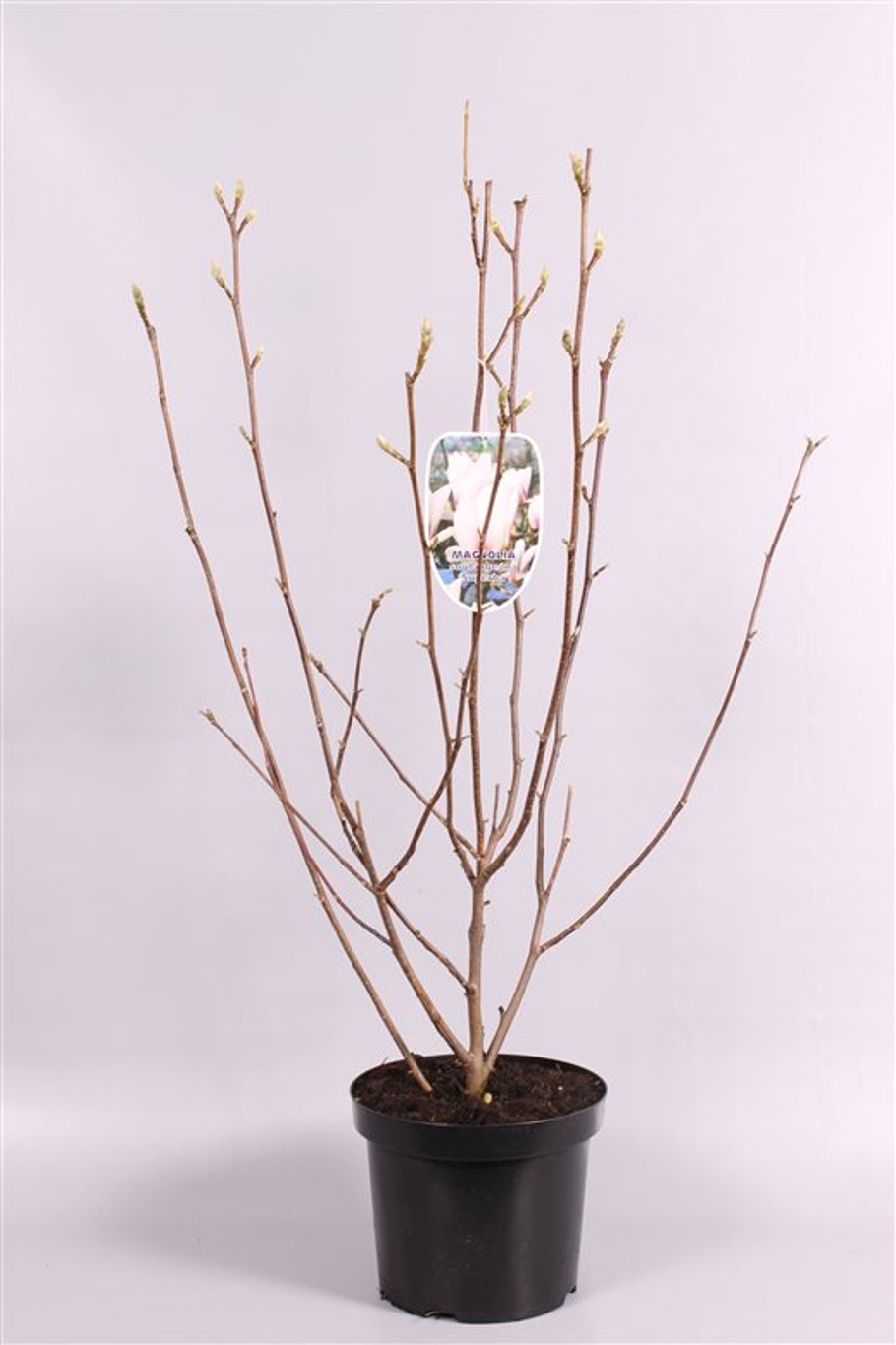 Magnolia soul. 'Superba' - C7.5 80-100 CM